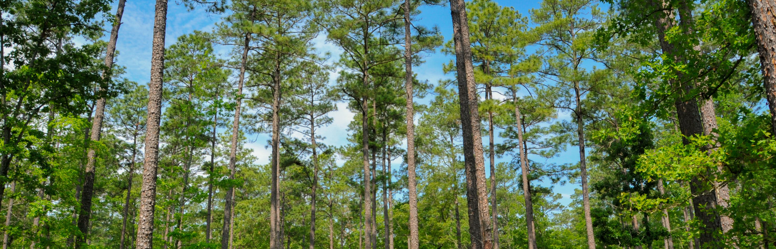 forest of pines and blue sky