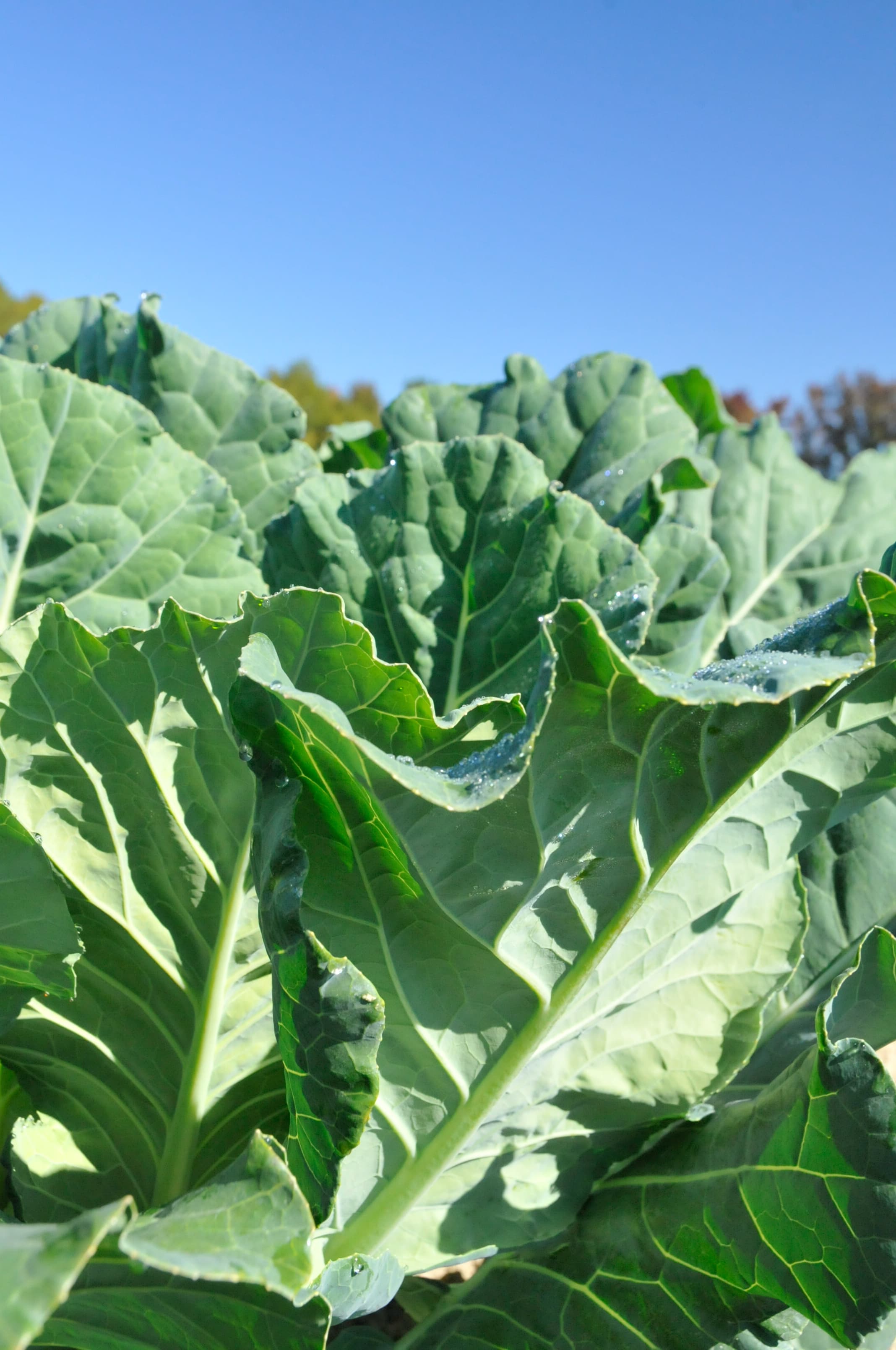 close-up of kale