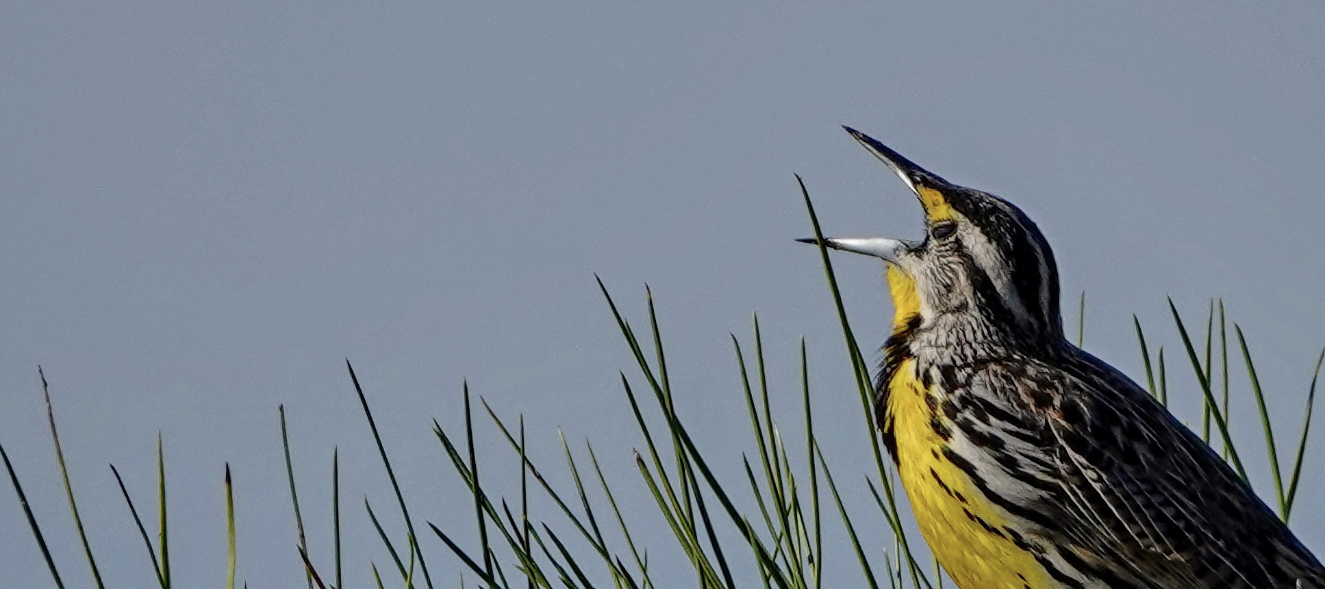 meadowlark singing