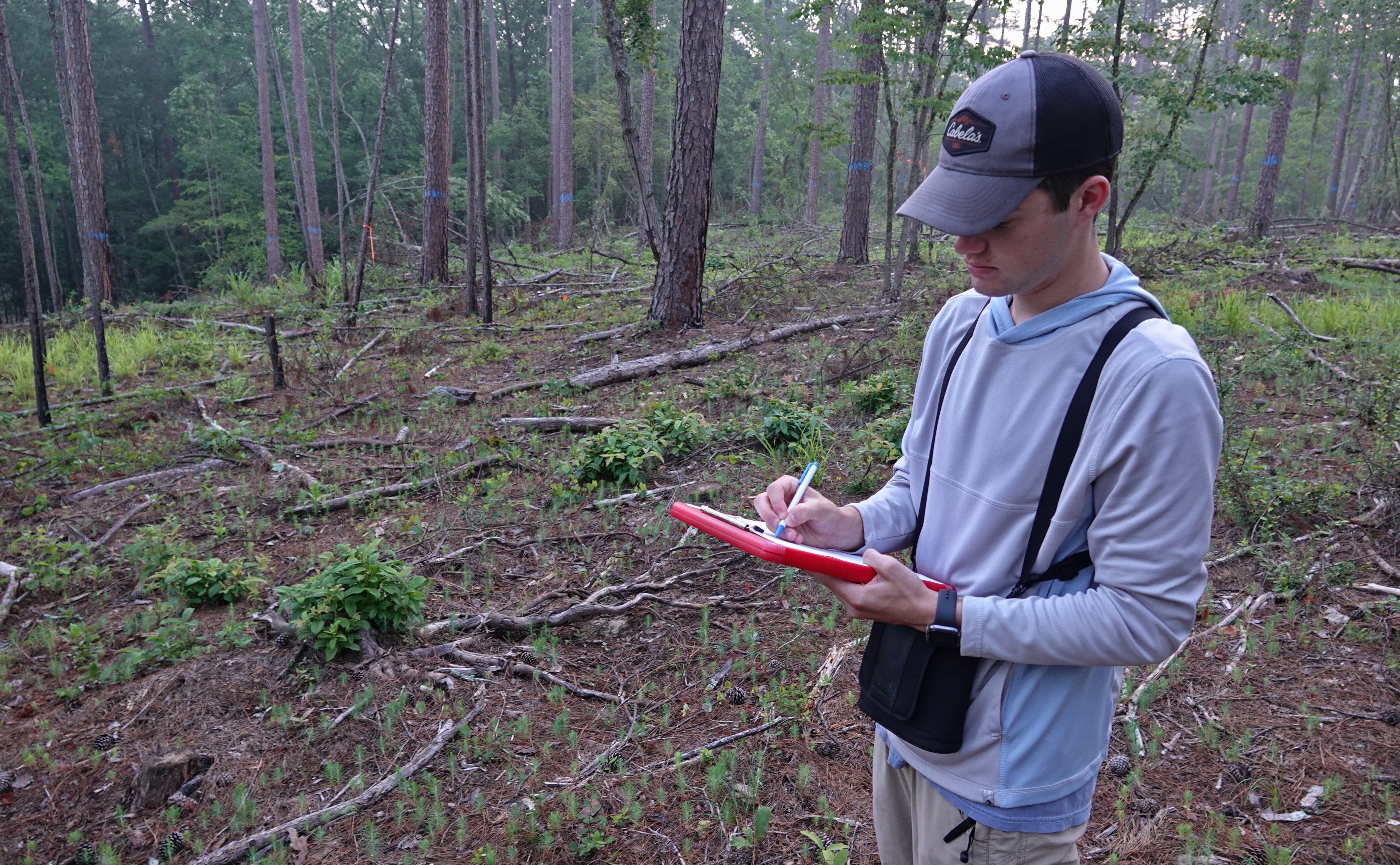 Researcher conducting a point count in a pine forest