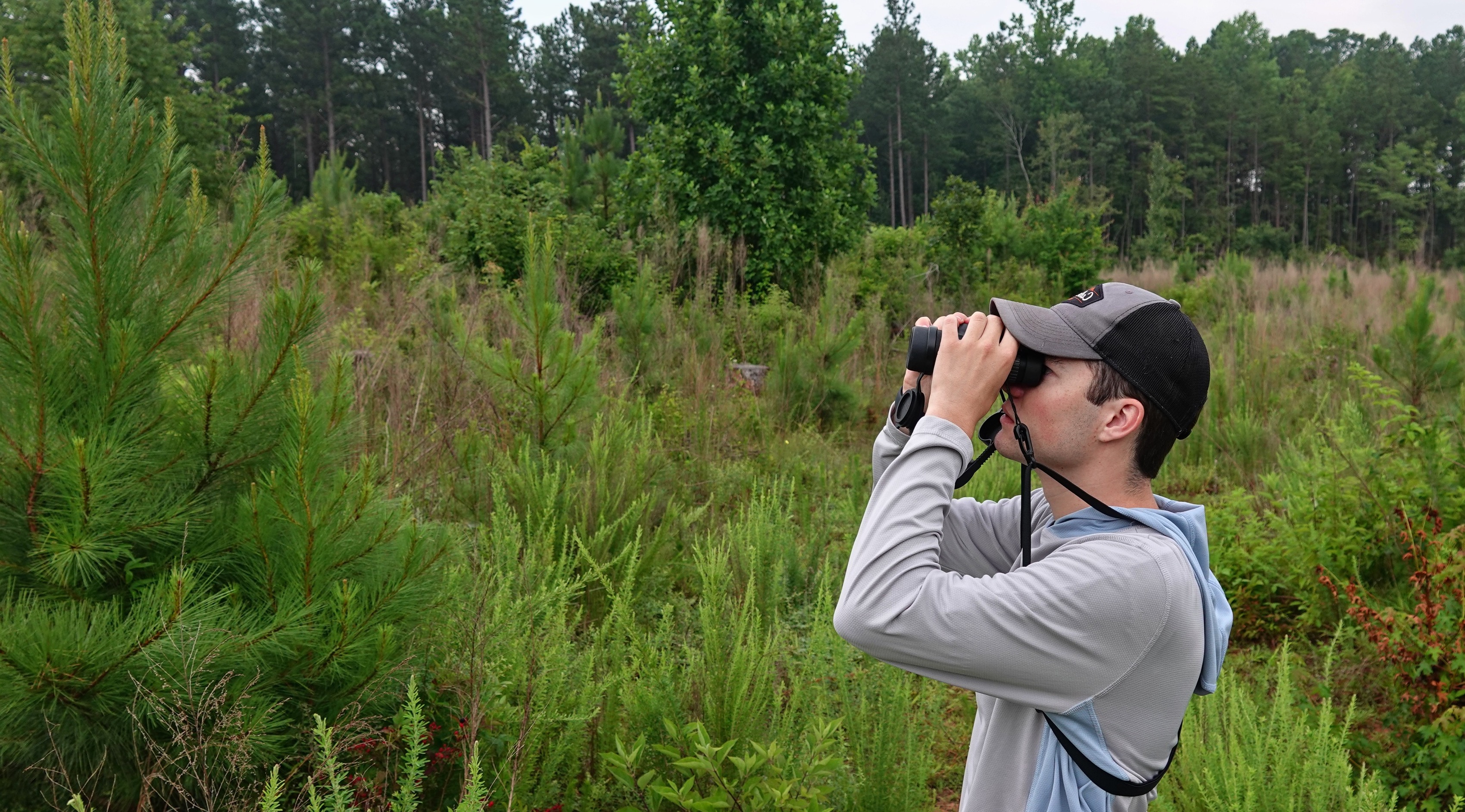 Researcher in pine forest using binoculars