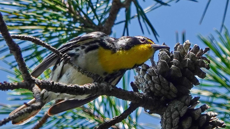 yellow-throated warbler in a pine