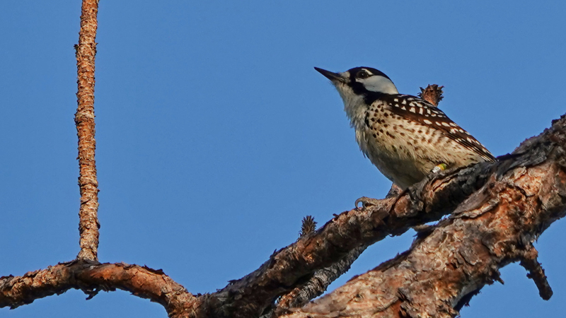 red-cockaded woodpecker in a pine
