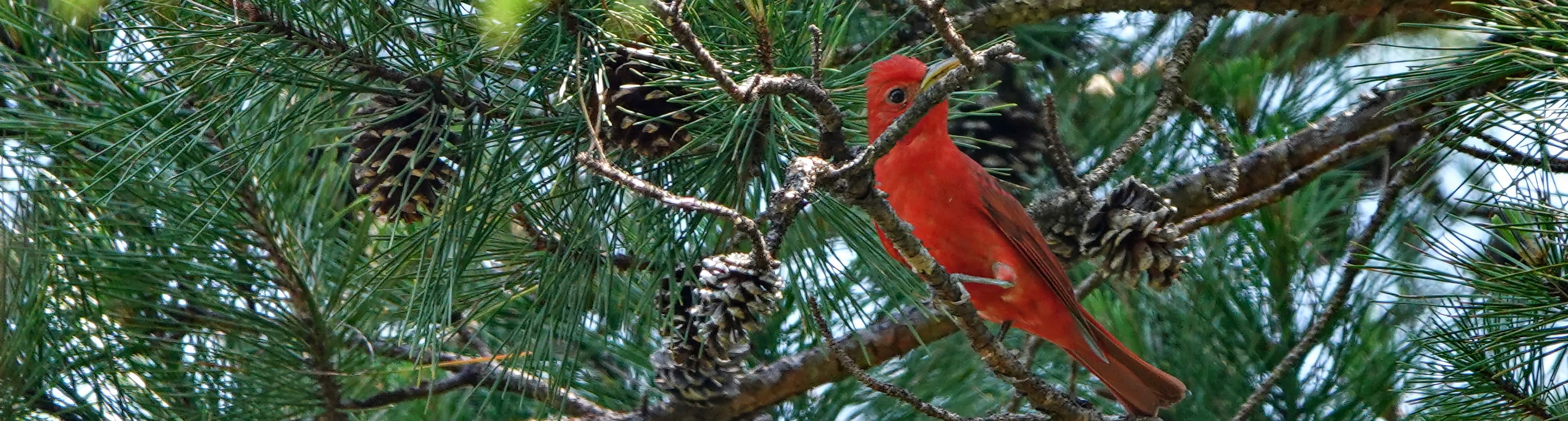 summer tanager in pine tree